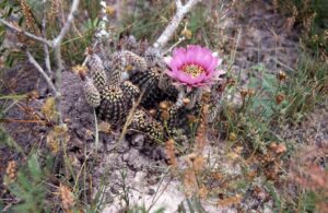 Black Lace Cactus (Rare And Critical)