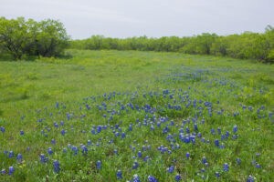 Bluebonnet (State Flower Of Texas)