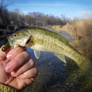 Guadalupe Bass (State Fish Of Texas)