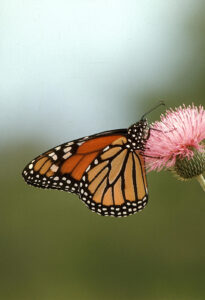 Monarch Butterfly (State Insect Of Texas)