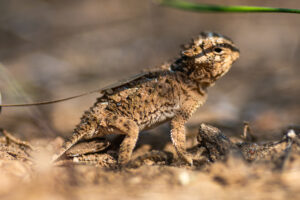 Horned Lizards (State Reptile Of Texas)
