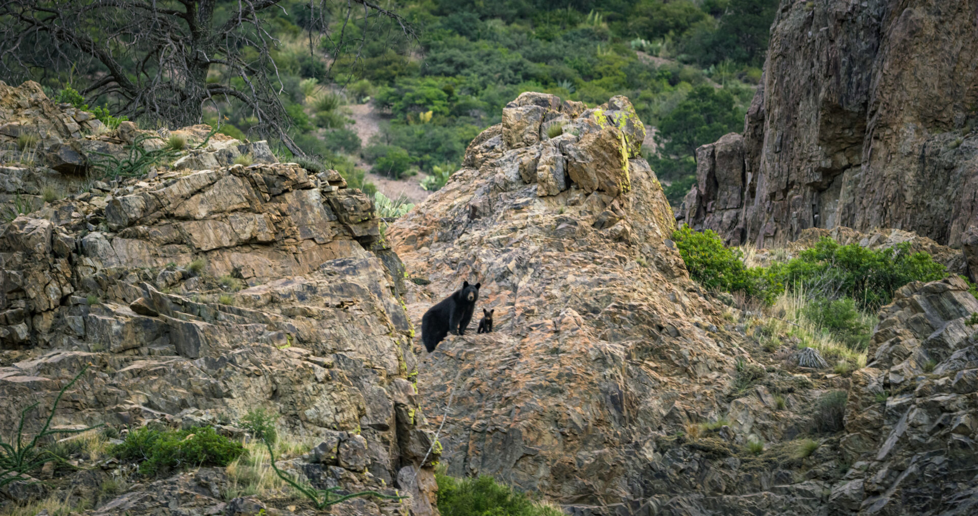 Black Bears | Our Texas Our Future