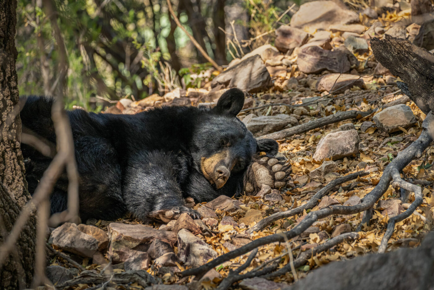 Understanding Texas' Native Black Bear | Our Texas Our Future