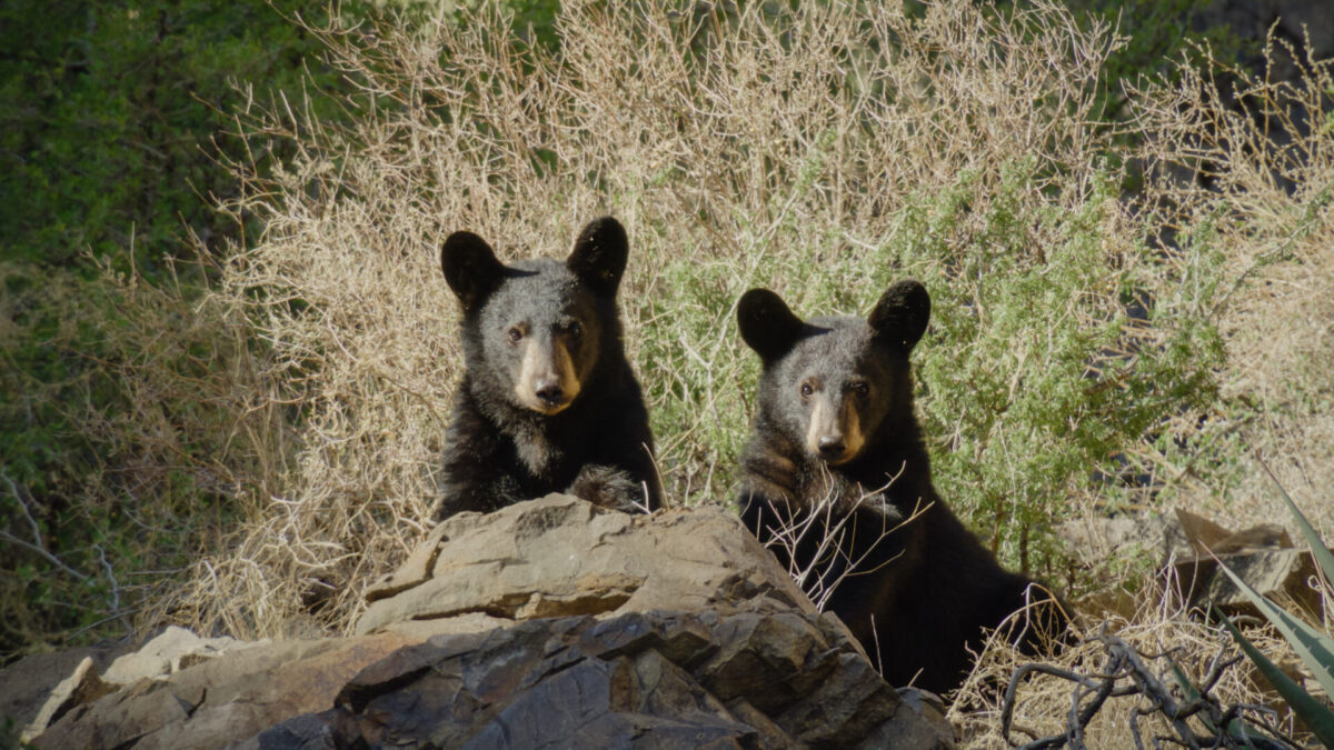Understanding Texas' Native Black Bear | Our Texas Our Future