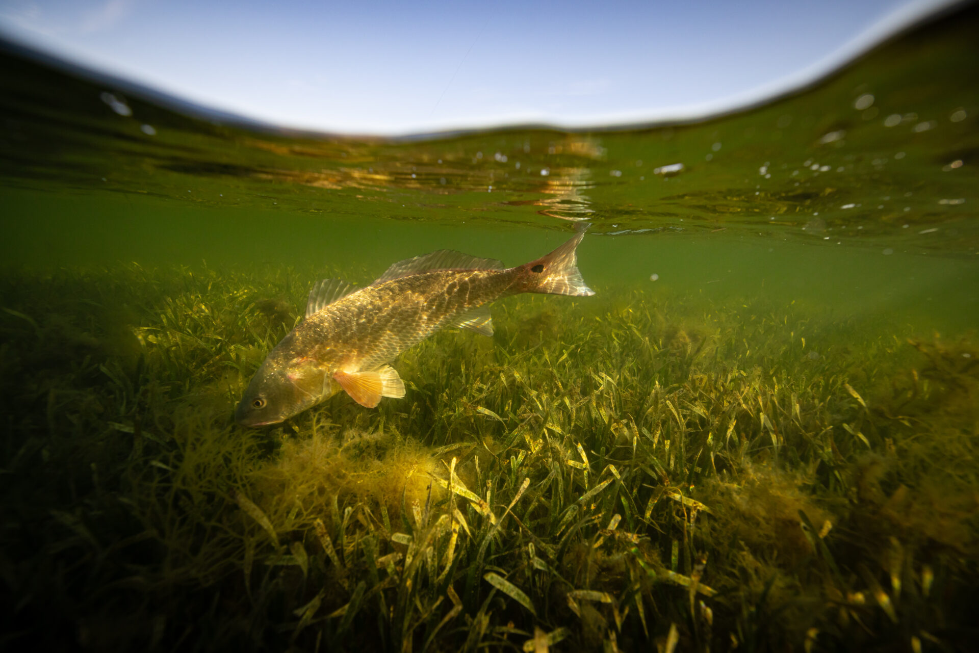 Fishspotted